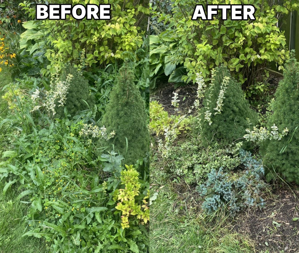 Garden bed before and after weeding