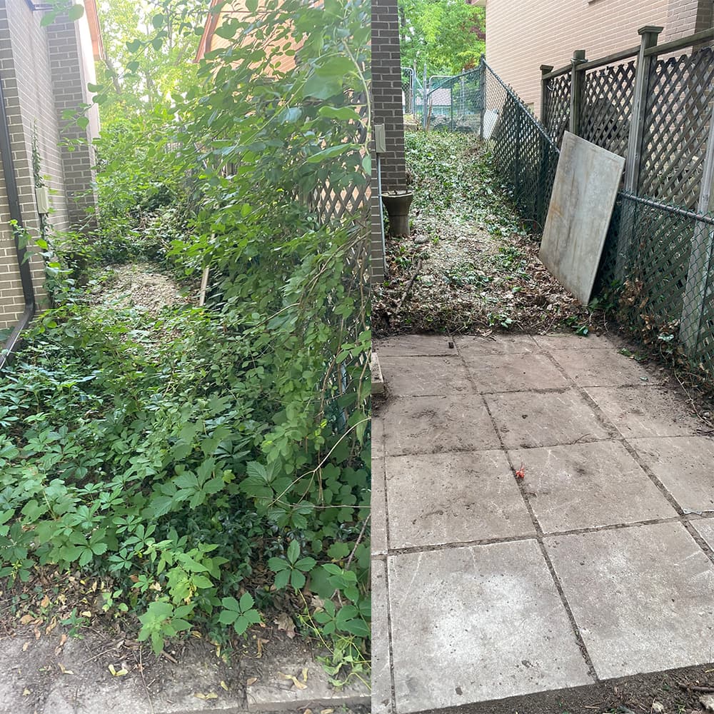 Overgrown side path before and after clearing